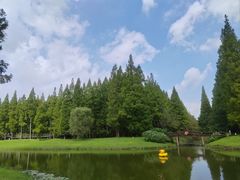 -黄海国家森林公园