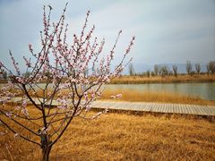 -野鸭湖国家湿地公园