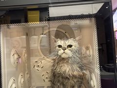 -FAELING PETS美天灵宠物(富力广场店)