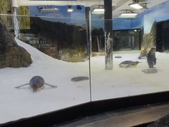 -悉尼海洋生物水族馆