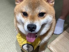-逗柴咖啡屋·狗咖猫咖宠物桌游