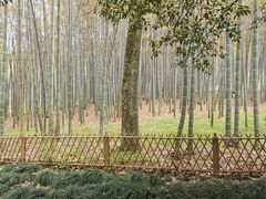 -杭州植物园