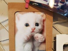-吉丁鸟咖·异宠·寄养