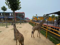 -西霞口神雕山野生动物世界