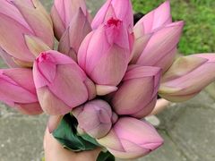 -洪湖生态旅游区