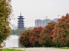 -洋湖国家湿地公园