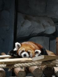 -Zoolung Zoolung动物主题公园(海信广场店)