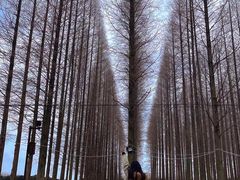 -黄海国家森林公园