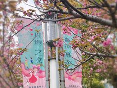 -高东镇樱花园