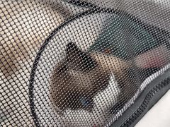 -瑞派宠物医院·犬猫全科·猫友好(宾水西道店)