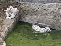 -西霞口神雕山野生动物世界