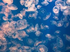 -海合安武汉极地海洋公园