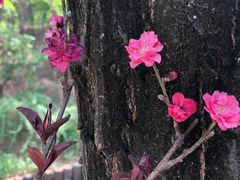 -北京鹫峰国家森林公园