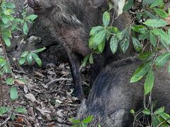 -梧桐山风景名胜区