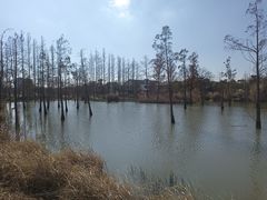 -上海长兴岛郊野公园