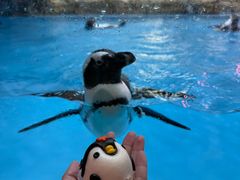 -帝企鹅自助餐厅•儿童岛•真企鹅(长隆企鹅酒店)