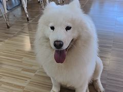 -喵小馆·猫咖狗咖猪咖·饮品店