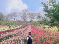 -天适樱花悠乐园