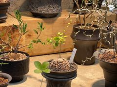 -自由生长植物工作室(深港花卉中心店)