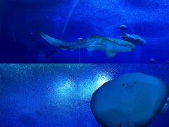 -珠海长隆海洋王国