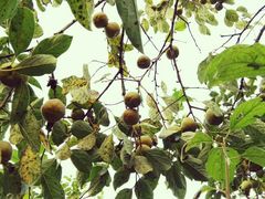 -武汉世外桃源农庄