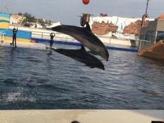 -秦皇岛乐岛海洋王国