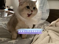 -北京观赏动物医院·24小时大型综合·猫专科·异宠专科