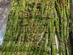 -德顺斋爆肚涮肉馆·烧烤·羊蝎子·清真炒菜(马驹桥店)