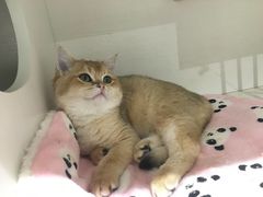 -东方名猫馆·英短金渐层布偶猫舍(环线广场1号楼店)