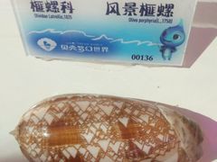 -贝壳梦幻世界