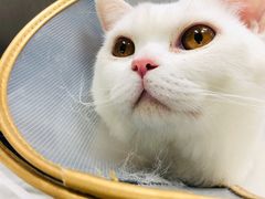 -萌兽医馆·犬猫专科·眼科中心·宠物医院(朝阳门分院)