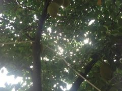 iphone_upload_pic-百鸟园