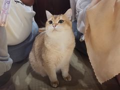 -逗柴咖啡屋·狗咖猫咖宠物桌游