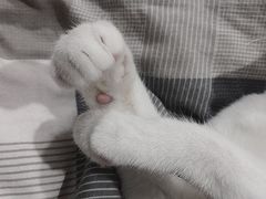 -瑞派康怡24h宠物医院·犬猫医疗中心·微创绝育(瑞景分院)