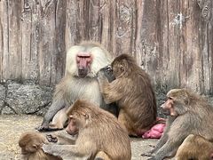-上海野生动物园