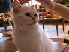 -猫猫幼稚园·撸猫·桌游·电玩