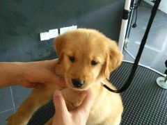 -佳百利宠物(荣乐中路115弄小区店)