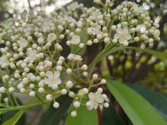 -咸阳湖景区-古渡公园