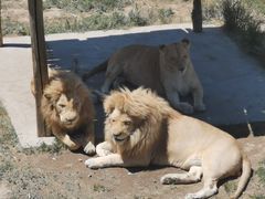 -新疆天山野生动物园