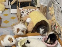-立德异宠动物医院.兔鸟爬.内窥镜(天河店)