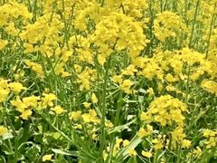 -西京湾花海
