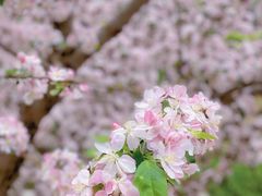 -海棠花溪(元大都城垣遗址公园)