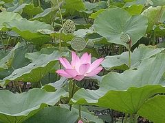 -西青郊野公园