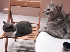 -猫儿山۰猫主题餐厅