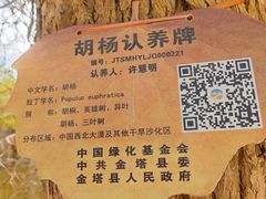 -金塔沙漠胡杨林景区