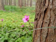 -黄海国家森林公园