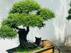 -西园寺素食(西园弄戒幢律寺店)
