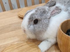 -楼上猫咖(罗湖店)