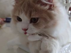 -lincat·猫舍(广州店)