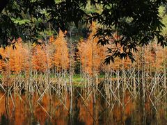 -番禺大夫山森林公园
